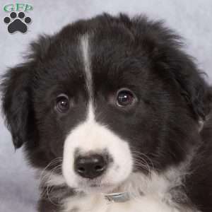 Bentley, Border Collie Puppy